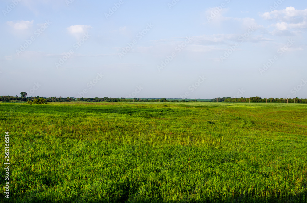Green field. Environmentally friendly meadow where cows graze