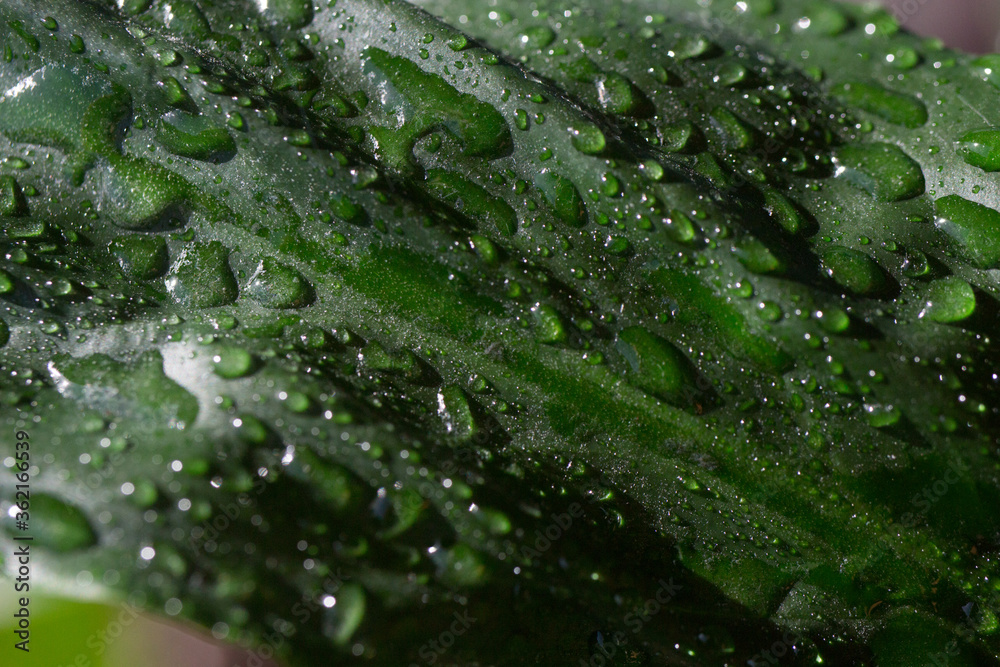 rain drops on a leaf in close up rain drops on a leaf in close up