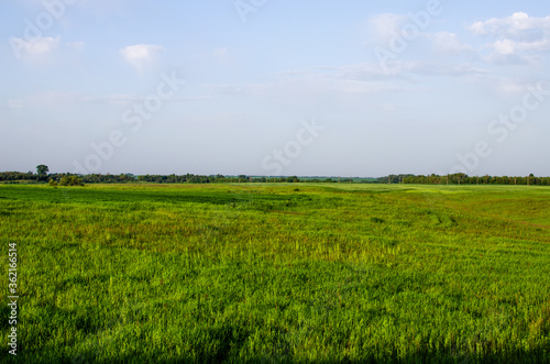 Green field. Environmentally friendly meadow where cows graze