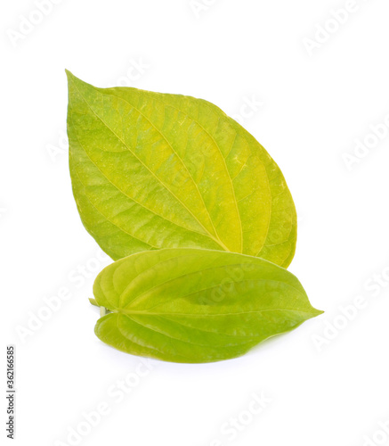 Isolate on white background of the natural leaves Betel texture with young of the plant on sunny day.