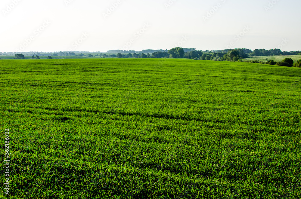Field of spring wheat, which was planted in the spring
