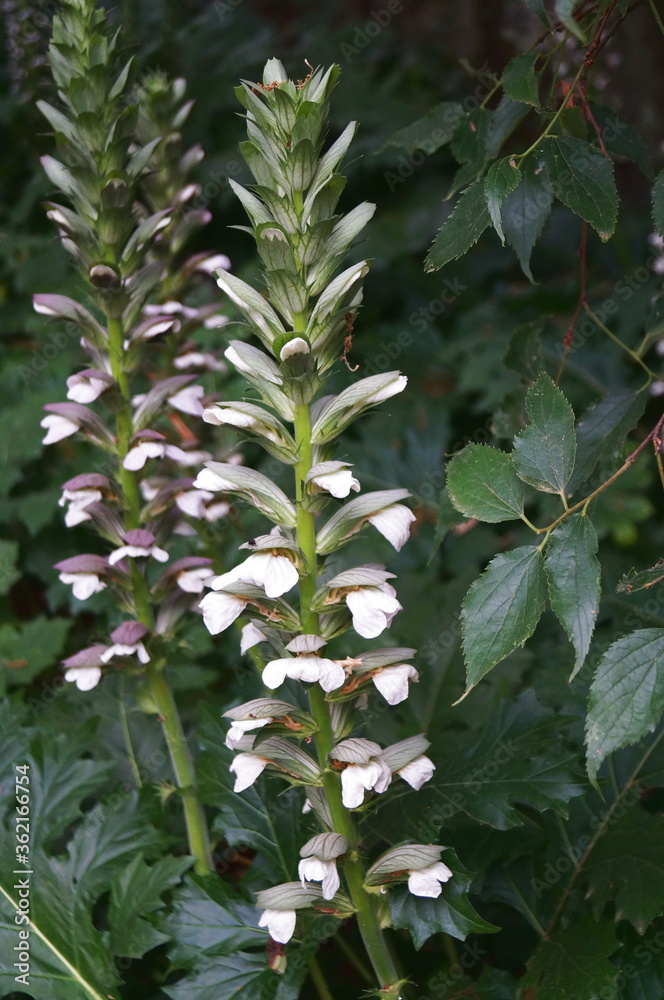 Obraz premium Bear's breeches (Acanthus mollis) in a garden in Florence