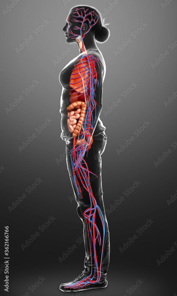 3d rendered medically accurate illustration of female Internal organs and circulatory system 3d rendered medically accurate illustration of female Internal organs and circulatory system