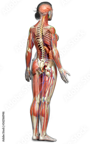 3d rendered medically accurate of the female anatomy