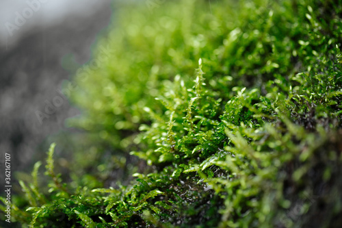 Foto Closeup on natural wet green fresh moss with dew