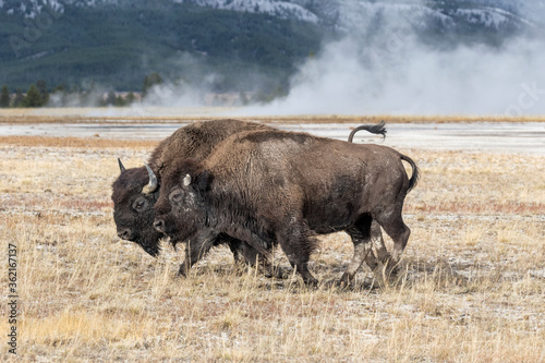 American Bison coursthip - bull chasing a cow