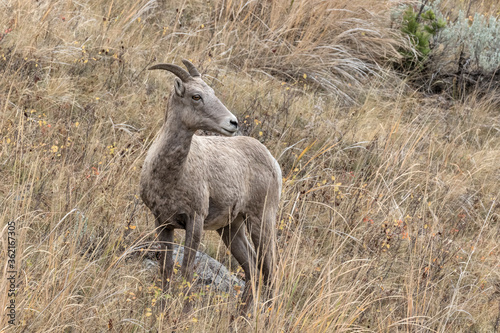 Bighorn Sheep ewe