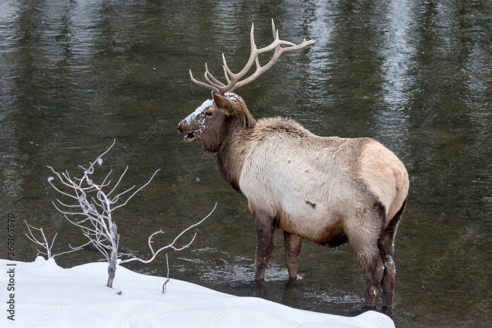 Bull Elk in river