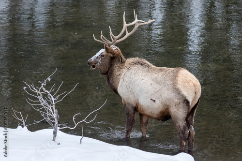 Bull Elk in river