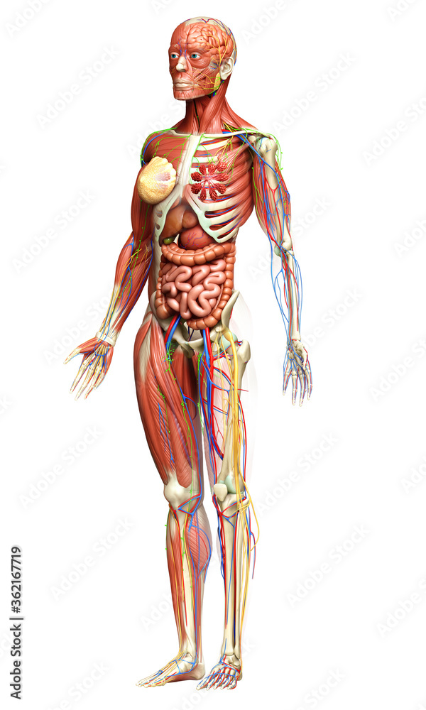 3d rendered medically accurate of the female anatomy 3d rendered medically accurate of the female anatomy