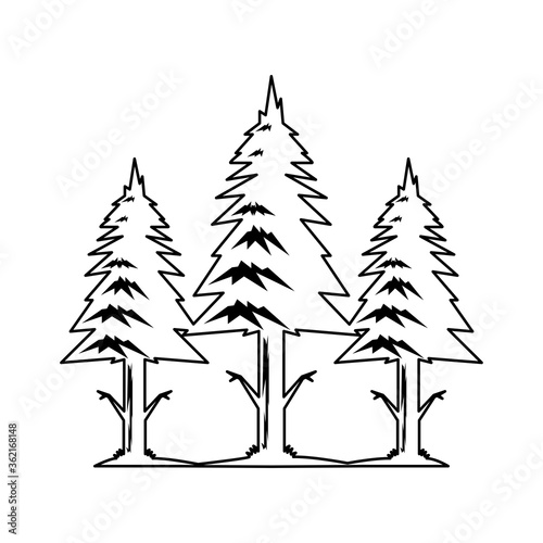 Pine line icon