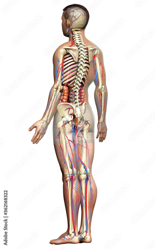 3d rendered medically accurate illustration of Internal organs, skeleton and circulatory system 3d rendered medically accurate illustration of Internal organs, skeleton and circulatory system
