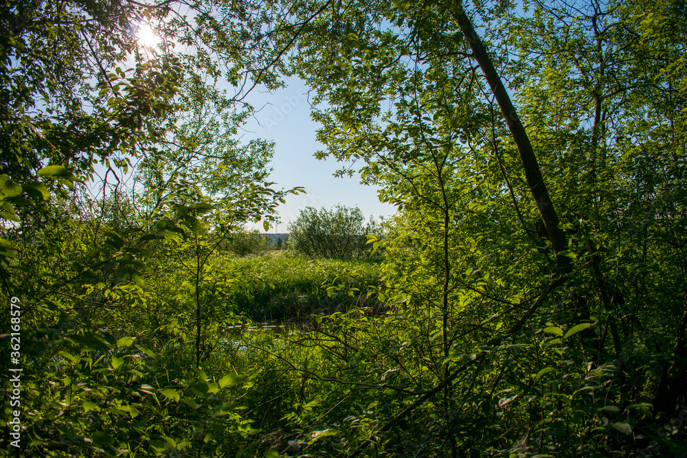 Fototapeta premium Карелия