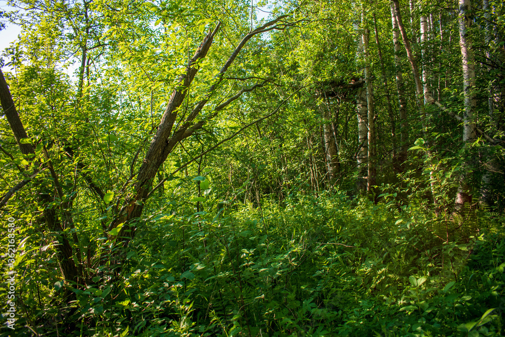 Fototapeta premium Карелия