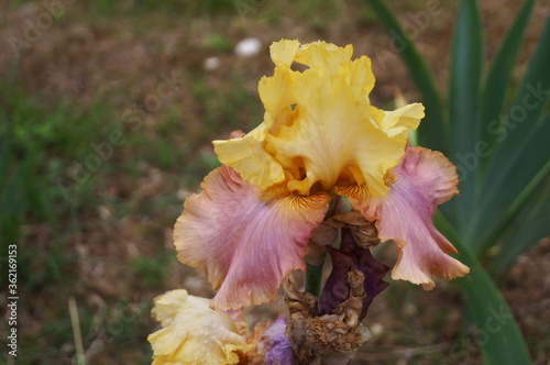 Fototapeta Naklejka Na Ścianę i Meble -  Yellow iris with purple shades in a garden in Florence