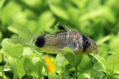 panda Corydoras  Callichthyidae close up