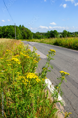 Tansy flowers by the roadside in the countryside