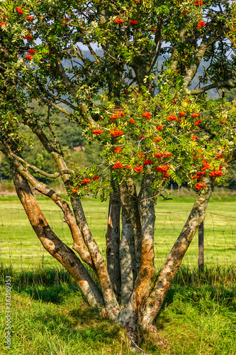 Rowan tree with red berries in the countryside