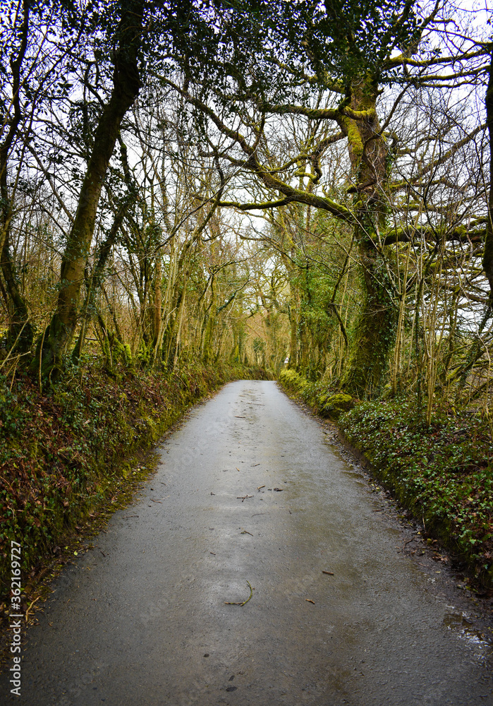 Fototapeta premium Woodland walk