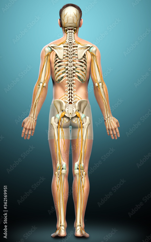 3d rendered medically accurate illustration of the nervous system and skeleton system 3d rendered medically accurate illustration of the nervous system and skeleton system