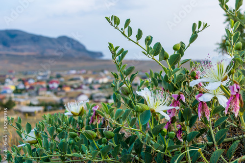 Caper bush photo