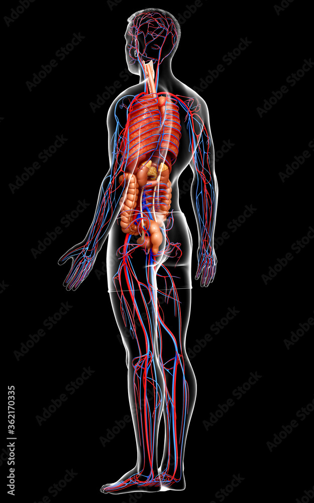 3d rendered medically accurate illustration of male Internal organs and circulatory system 3d rendered medically accurate illustration of male Internal organs and circulatory system