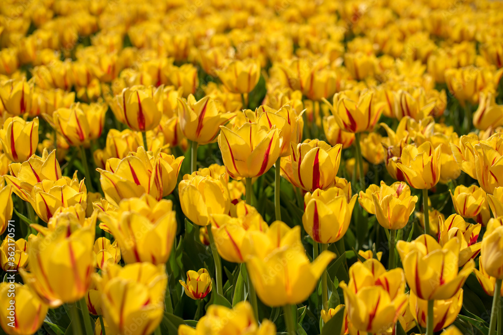 Field of yellow with red tulips. Summer flower landscape. Field of yellow with red flowers. Flower background. Field of yellow with red tulips. Summer flower landscape. Field of yellow with red flowers. Flower background.