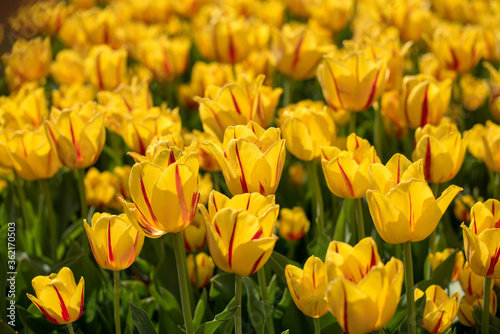 Field of yellow with red tulips. Summer flower landscape. Field of yellow with red flowers. Flower background.