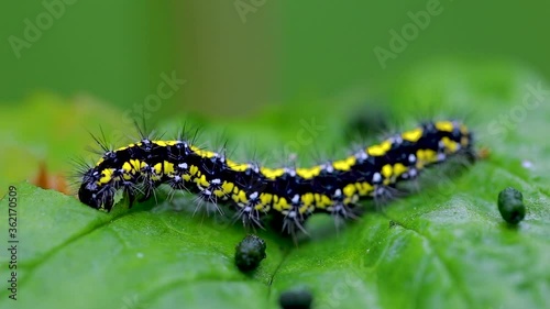 The caterpillar Scarlet tiger  (Callimorpha dominula) feeds on the leaf. The caterpillar gnaws a leaf. 
 photo