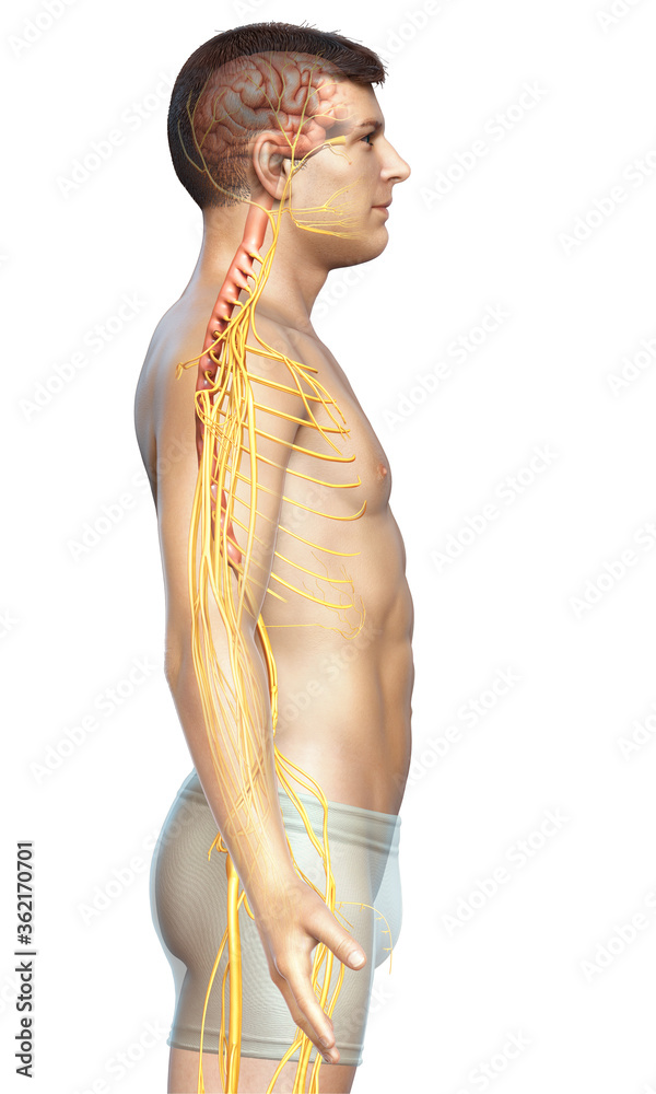 Fototapeta premium 3d rendered medically accurate illustration of a male nervous system
