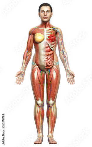 Slika na platnu 3d rendered medically accurate of the female anatomy
