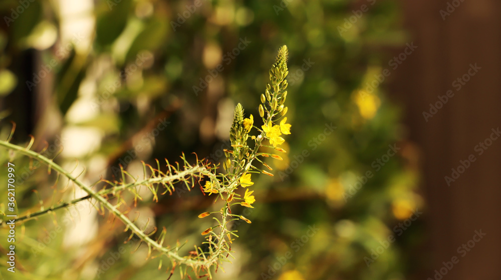 Plant with yellow flowers in a garden of a mansion Plant with yellow flowers in a garden of a mansion