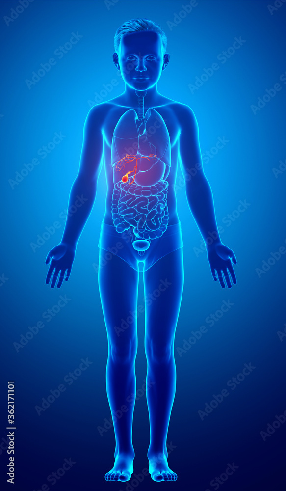 3d rendered medically accurate illustration of boy Organs Gallbladder Anatomy 3d rendered medically accurate illustration of boy Organs Gallbladder Anatomy
