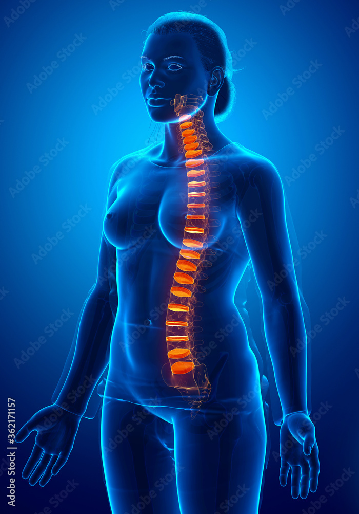 Backbone intervertebral disc anatomy