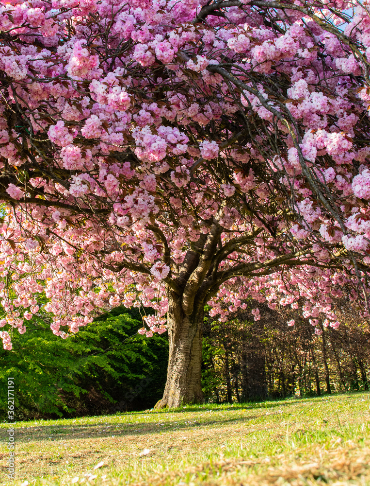 Cherry blossom in the afternoon sun