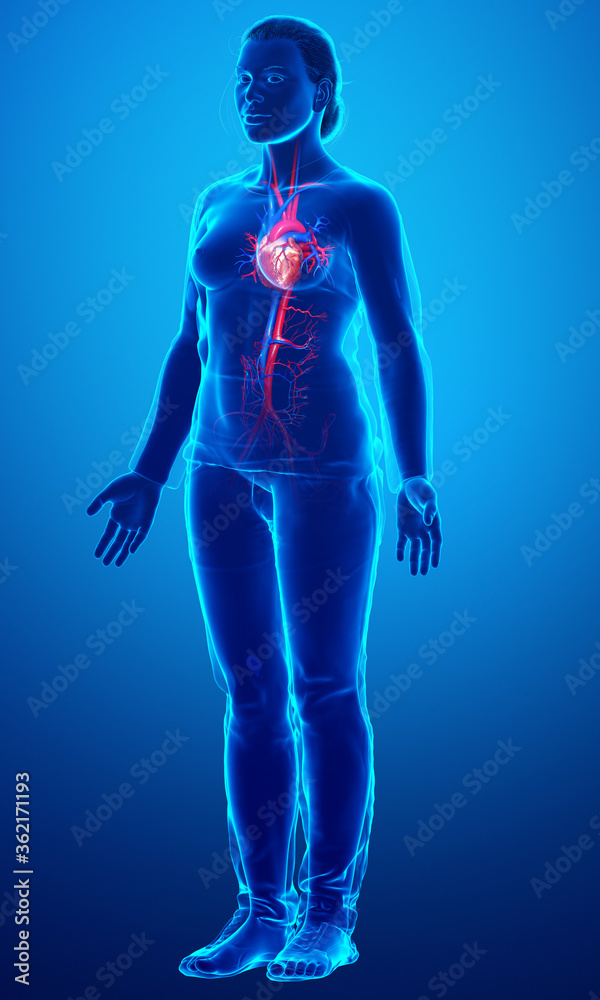 3d rendered medically accurate illustration of Female  heart