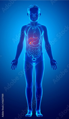 3d rendered medically accurate illustration of boy Organs Gallbladder Anatomy
