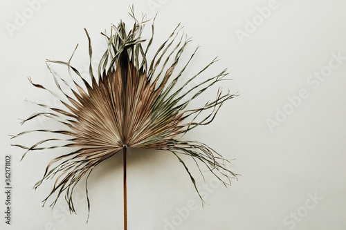 Photo of big old palm leaf on isolated background. Snapshot of dry tropical plant near white wall.