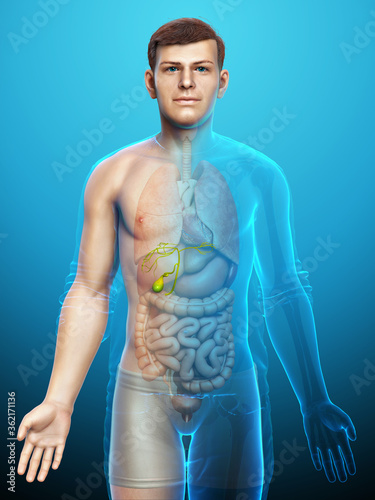 3d rendered medically accurate illustration of male Organs Gallbladder Anatomy photo