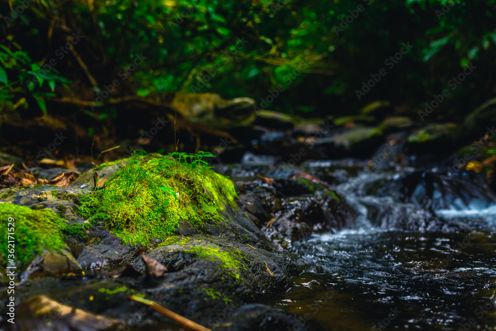 small stream in the forest small stream in the forest
