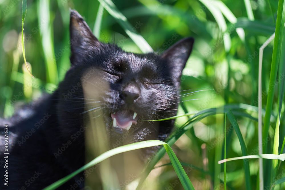 A black cat eats grass. Free walking
