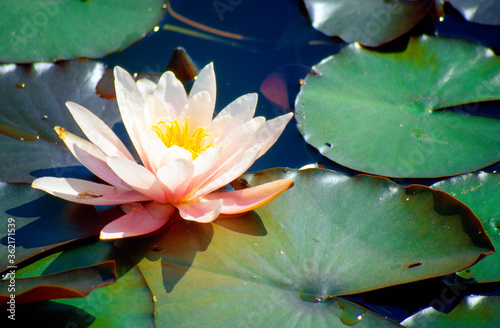 salmon pink blooming water lily