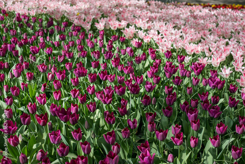 Bright yellow and purple tulips in springtime.
A field of yellow and purple tulips.