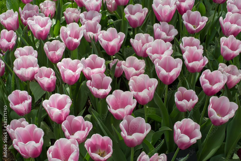 Obraz premium A field of pink tulips. Spring, floral background. Nature. Field of pink flowers. Spring, floral image.