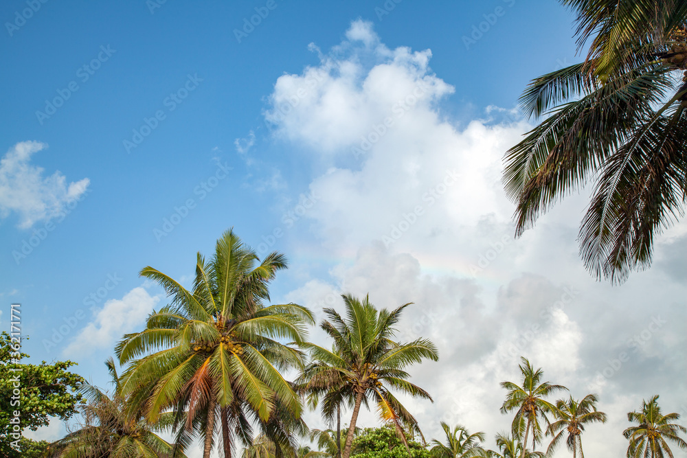 Coconut tree with blue sky at Goa, India.