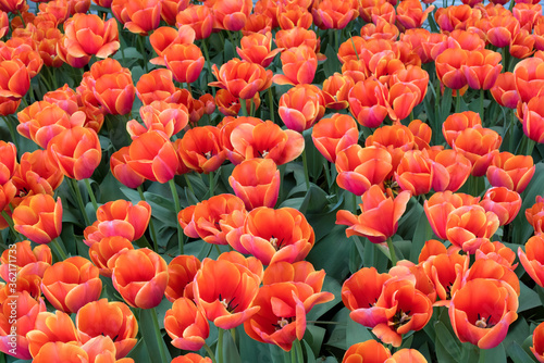 Red tulips. Bouquet of red tulips. Field of red tulips. Endless field of red tulips.
