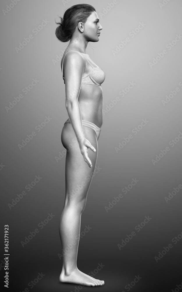 Naklejka premium 3d rendered illustration of the female body