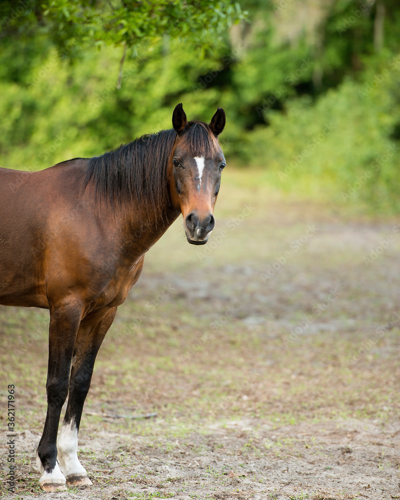 Fototapeta premium Horse Animal Stock Photos. Horse side profile view. Blur background. Brown colour horse.