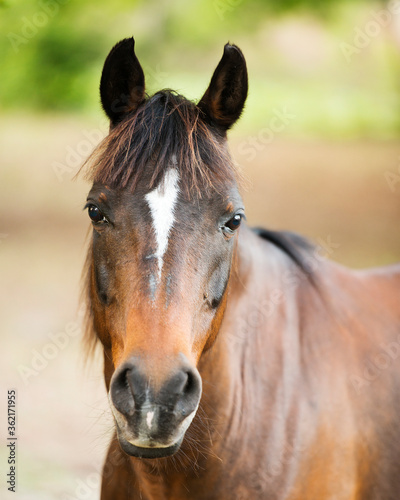 Horse Animal Stock Photos.  Horse head close-up profile view. Looking at camera. Blur background. ©  Aline