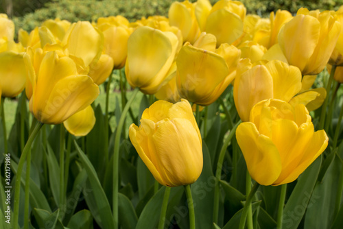 Field of blooming yellow tulips. Floral background. Yellow tulips in the spring. Field of yellow tulips.
